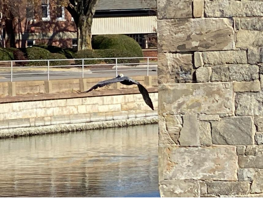 A pelican takes off in the moat of Fort Monroe