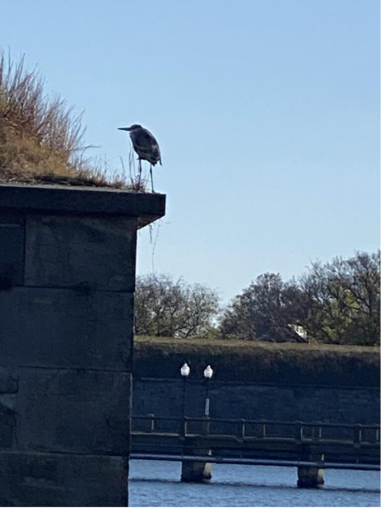 Since becoming a National Park, Fort Monroe has been "re-wildiing" and is now home to a number of previously rare shorebirds.