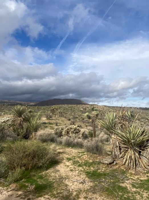 The view from your bungalow patio at the Institute for MentalPhysics
