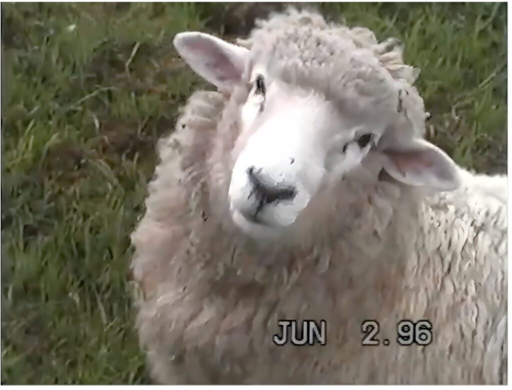 One of many animals at The Farm