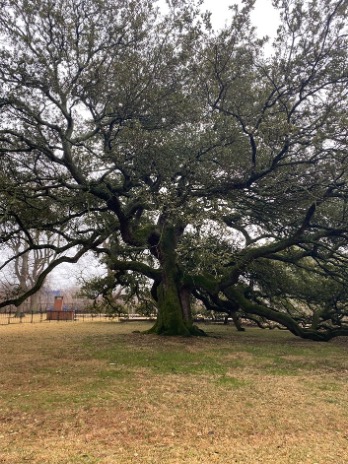 Emancipation Oak on the Campus of Hampton University
